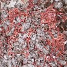 Red Wiggler Worms (Composting Worms) 500 - 10000 count