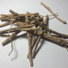 Silene Capensis Xhosa Wildharvested (South Africa)
