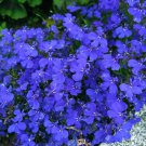 4800 Lobelia Inflata Seeds Organic