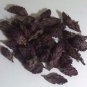 7 grams Indian Warrior Flowers (Pedicularis Densiflora) Wildharvested USA