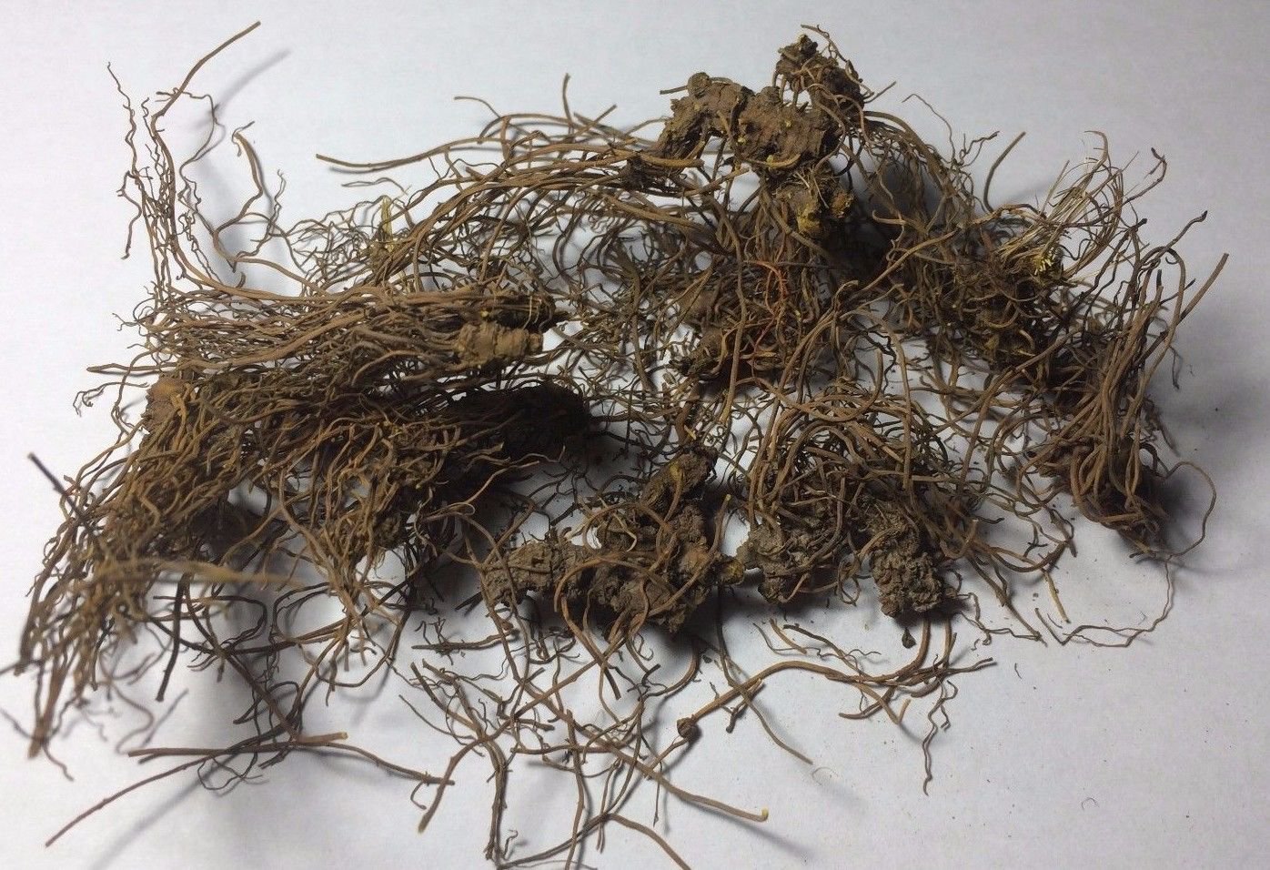 1 oz. Goldenseal Root (Hydrastis canadensis) Wildharvested (USA)