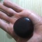 1 Seed Entada Rheedii Seeds African Dream Beans Wildharvested