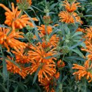 100 Wild Dagga/Lion's Tail (Leonotis leonurus) seeds