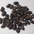 100 Mulungu Seeds (Erithryna verna mulungu) Wildharvested Peru
