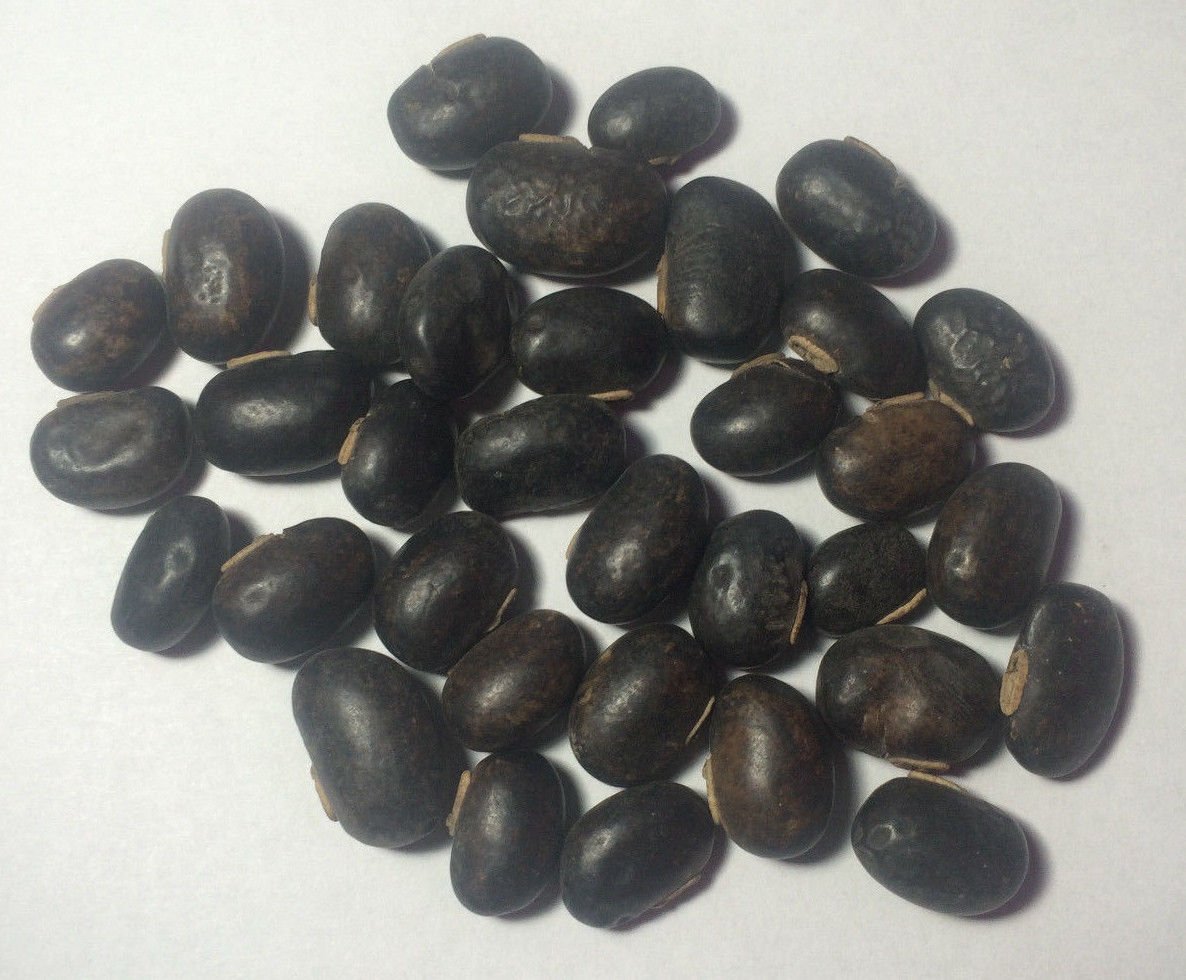 8 oz. Raw Mucuna Pruriens Seeds Velvet Bean Wildharvested India
