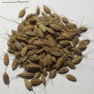 40 Akamuro Rice Seeds Japanese Rice Seeds