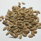 40 Hayayuki Rice Seeds Japanese Rice Seeds