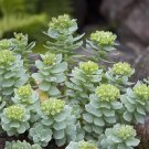 100 Rhodiola Seeds (Rhodiola Rosea) Roseroot