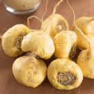 100 Maca Seeds (Lepidium Meyenii)