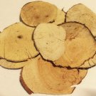 1 oz. Tongkat Slices Black (Polyalthia Bullata) Wildharvested Indonesia