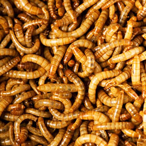 Live Meal Worms 500-5000 count