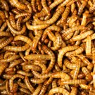 Live Meal Worms 500-5000 count