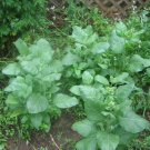 200 Nicotiana Rustica Seeds Sacred Aztec Tobacco
