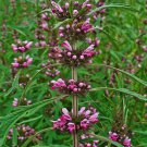 100 Siberian Motherwort Seeds (Leonurus Sibiricus)