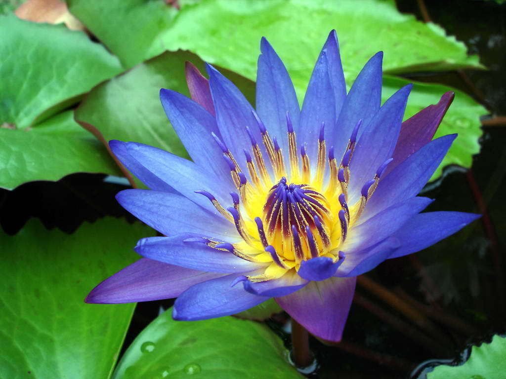 Blue Lotus Pure Absolute Oil (Nymphaea Caerulea) 1-50ml A+ grade