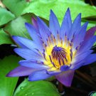 Blue Lotus Hydrosol 100% Pure Organic Blue Lotus Flower Water