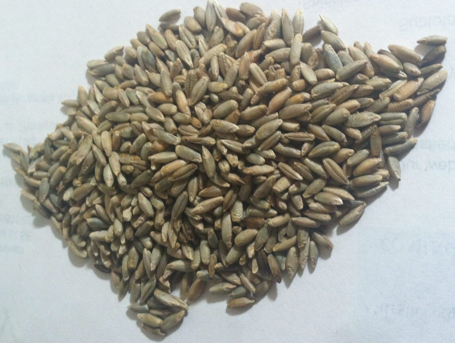 Organic Rye Berries Non-GMO Kosher Raw