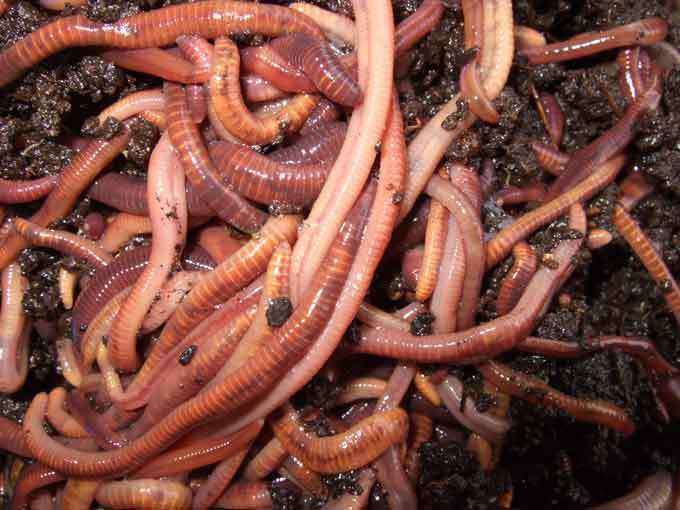 SUPER Red Wiggler Worms (Composting Worms) 250 500 count