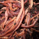 SUPER Red Wiggler Worms (Composting Worms) 250 500 count