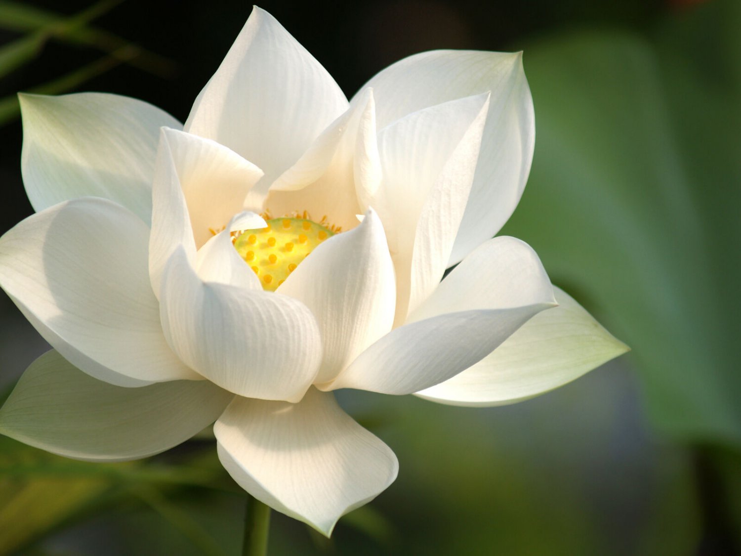 White Lotus Pure Absolute Oil (Nymphaea Nouchali) 5 - 30 ml.