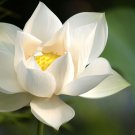 White Lotus Pure Absolute Oil (Nymphaea Nouchali) 5 - 30 ml.