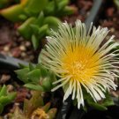 25 Kanna (Sceletium tortuosum) Seeds