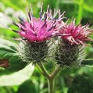 100 Burdock Seeds (Arctium Lappa) Organic Non GMO