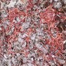 Red Wiggler Worms (Composting Worms) 250 - 2000 count