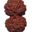 Gauri Shankar Shiv Parvati Rudraksha from Nepal
