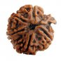 Ganesh Rudraksha
