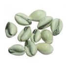 Parad Filled Cowry Set Of 5 by Vedic Vaani