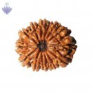 Fourteen mukhi face nepal rudraksha Fourteen mukhi face nepal rudraksha