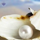 Natural South Sea Pearl (Moti)