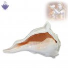 Right Hand Shankh for Abhishekam