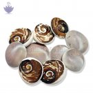 Gomati Chakra - Big Gomati Chakra - Big