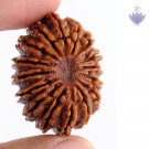 Sixteen Face Original Rudraksha Bead Sixteen Face Original Rudraksha Bead