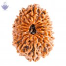 Natural Seventeen Mukhi Rudraksha Natural Seventeen Mukhi Rudraksha