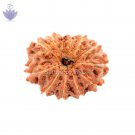 12 Mukhi Java Rudraksha