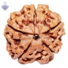 5 Mukhi Collector Rudraksha 5 Mukhi Collector Rudraksha