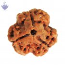 Three Mukhi Collector Rudraksha