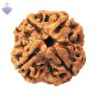 Four Mukhi Collector Rudraksh Four Mukhi Collector Rudraksh
