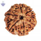 Six Mukhi Collector Rudraksha Bead
