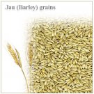 Jau (Barley) grains Buy Online in USA/UK/Europe Jau (Barley) grains Buy Online in USA/UK/Europe