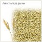 Jau (Barley) grains  Buy Online in USA/UK/Europe