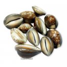 Cowrie shell Brown Online Store in USA/UK/Europe Cowrie shell Brown Online Store in USA/UK/Europe