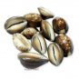 Cowrie shell Brown Online Store in USA/UK/Europe