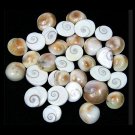 Gomati Chakra Online Store in USA/UK/Europe Gomati Chakra Online Store in USA/UK/Europe