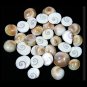 Gomati Chakra Online Store in USA/UK/Europe