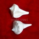 Right Hand Small Puja Shankh Buy Online in USA/UK/Europe Right Hand Small Puja Shankh Buy Online in USA/UK/Europe