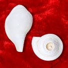 Bajane Wala Shankh for Puja Aarti  Buy Online in USA/UK/Europe